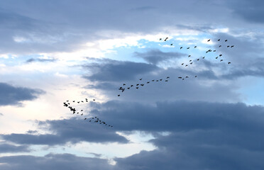A flock of cormorants in the sky on a rainy November evening