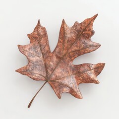 Naklejka premium Detailed close-up of a beautifully textured dry maple leaf showcasing intricate vein patterns and rich autumn colors against a neutral background for seasonal themes