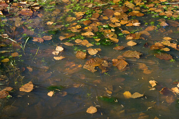 The first ice visible on a puddle