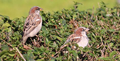 sparrow on a grass