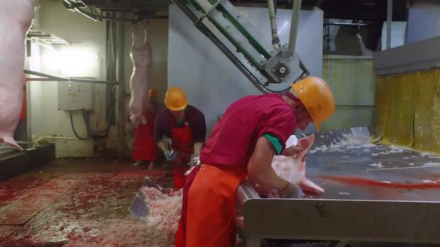 Butchers cutting dead pig carcass at the facility. Butchers cutting nails of dead pig carcass for fresh meat production. Butchers attaching dead carcass on the conveyor hooks. Pork manufacturing