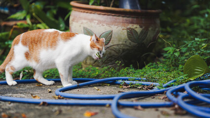 A curious cat explores a garden area, walking among blue garden hoses and lush greenery, showcasing a serene outdoor setting.