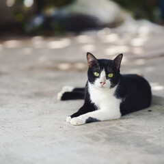 A relaxed black and white cat lounges on a sunlit surface, showcasing its vibrant green eyes and playful demeanor.