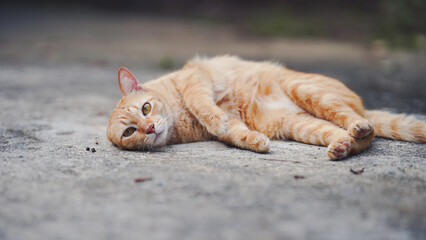 A relaxed orange cat lies on its side on a concrete surface, enjoying a moment of tranquility in its surroundings.