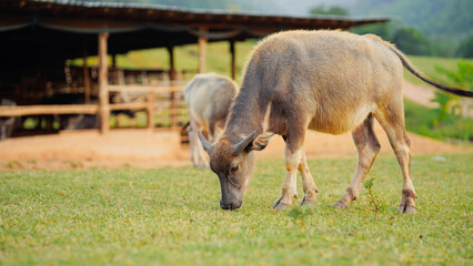 Two cow grazing animals in a lush green field, with a rustic shelter in the background, showcasing a serene farm landscape.