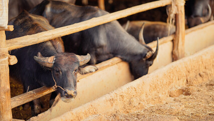 A group of buffaloes in a farm setting, seen through wooden stalls, highlighting their sturdy build and farming environment.