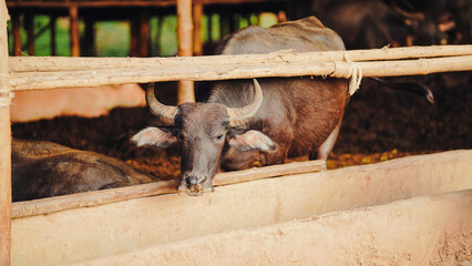 A water buffalo peers through a wooden fence, showcasing its sturdy build and gentle expression in a rustic farm setting.