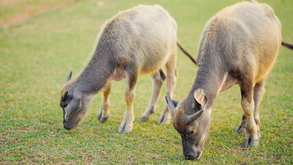 Two goats grazing on lush green grass, enjoying a calm day in a serene outdoor environment.