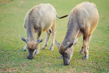 Two grazing animals are depicted on lush green grass, showcasing their natural behavior in a serene outdoor setting.