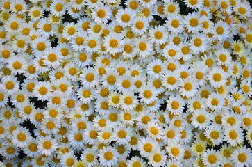 floral background with a lot of 'daisy like' cream-white chrisantemums flowers ( Chrysanthemum leucanthemum). Top view. Gardening ,planting ,growing autumn flowers concept.