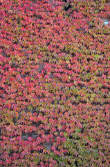 Colorful  fall background with red,green, orange leaves of wild vine on the wall in autumn. Landscaping concept.