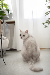 A white British cat sits with his backside on the floor in the living room. Photo