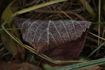autumn dry  fallen leave with the frost close up