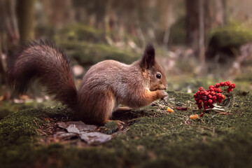 A squirrel eats nuts and berries in the forest. Photo