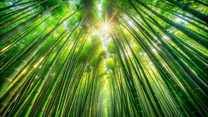 Obraz premium Serene Bamboo Forest Path Sunlight Dappled Through Lush Greenery