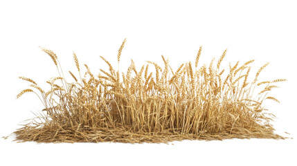 Wheat field transparent background