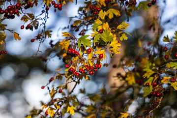 Vibrant Autumn Leaves and Red Berries on Galiano Island