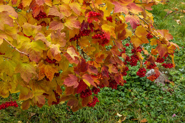 An autumn viburnum bush with yellow and red leaves and clusters of ripe red berries.