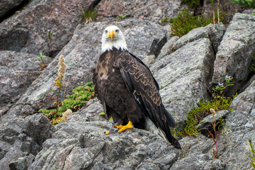 Derpy Bald Eagle (Haliaeetus leucocephalus) on Coastal Rocks, Newfoundland