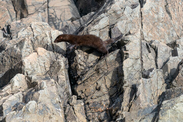 American Mink (Neogale vison) Running Across Rocky Terrain