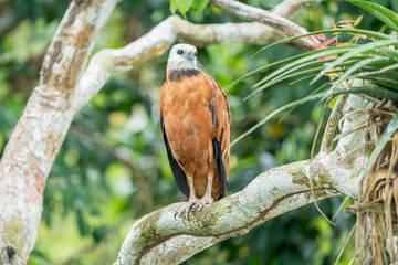 Juvenile Black-collared Hawk (Busarellus nigricollis) Perched on Branch