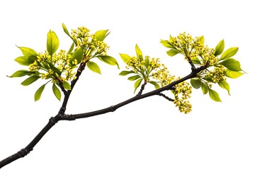 Fraxinus ornus leaf isolated on a white background, close up