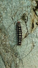 Black and white caterpillars with many legs on a rock texture background