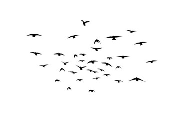 Flying birds silhouette flock. hand drawing. Not AI. Vector illustration