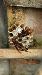 A large eusocial wasp is repairing its nest, against the backdrop of house roof tiles