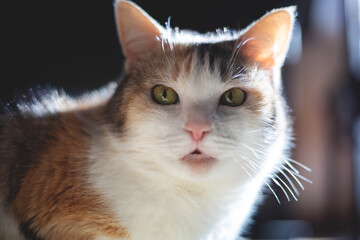 Ginger cat lying at home enjoying sun relaxing