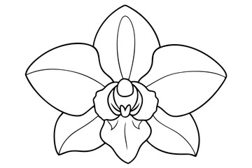 Orchid flower silhouette, Orchid flower vector icon isolated on white background.