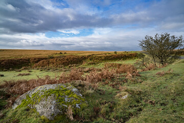Winter colors on Dartmoor Devon