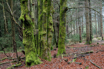 Fototapeta premium Herbstwald mit bemoosten Bäumen