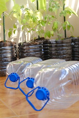 Eco Style: Plants in Plastic Bottles
Photos showcasing the reuse of plastic bottles for eco-friendly projects and zero waste content.