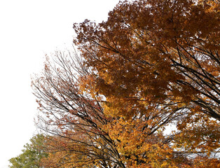 紅葉の木　秋　切り抜き