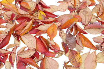 秋　枯れ葉（落ち葉）の切り抜き