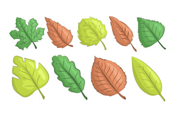 Collection of Colorful Autumn Leaves