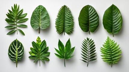 A collection of various green leaves arranged aesthetically on a light background.