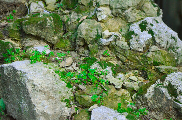 A large rock covered in green moss and plants. The rock is surrounded by dirt and there are some small rocks scattered around it. The scene gives off a peaceful.