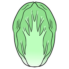 chinese cabage illustration hand drawn isolated vector