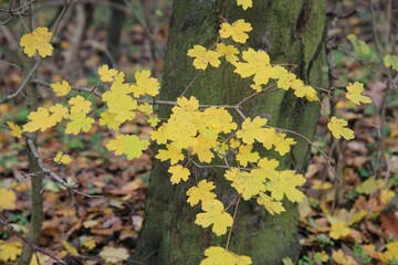 Autumn forest in the vicinity of Varna (Bulgaria)
