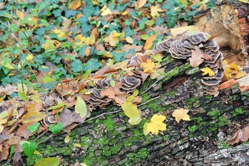 Mushrooms on a fallen tree trunk in the autumn forest
