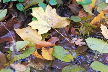 Fallen autumn leaves in the water of a forest stream

