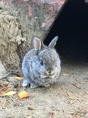 a small gray rabbit in natural conditions, close-up