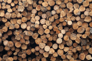 Close-Up of a Pile of Wooden Logs for a Natural Rustic Background