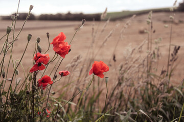 Naklejka premium poppies in the field