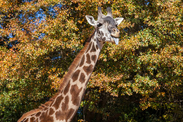 Playful Giraffe Showing Its Tongue in Close-Up Wildlife Photography