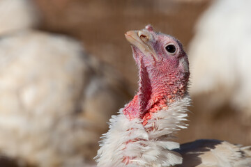 Turkeys on the Farm: Preparing for Thanksgiving Feast