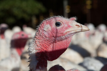 Turkeys on the Farm: Preparing for Thanksgiving Feast