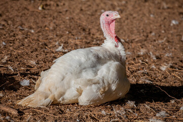 Turkey on the Farm: Preparing for Thanksgiving Feast